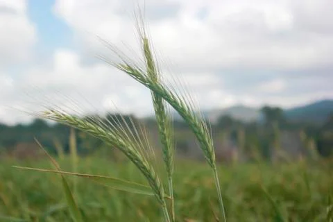 Wheat head couples Stock Photos