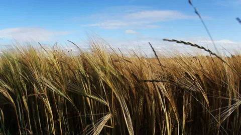 Wheat heads swaying in the wind Stock Footage 89715727