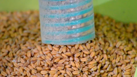 Wheat heap under separator processing, technology diversity, Stock Footage 89852293