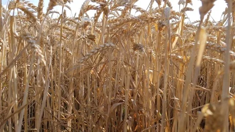 Wheat horizontal look Stock Footage 77641595