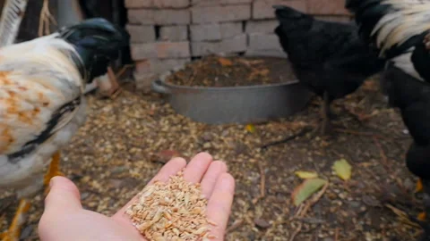 Wheat in a human hand. Peck grain. Slow motion Stock Footage 126153297