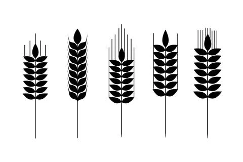 Wheat icon. Collection of wheat spikelets. Agricultural symbol, flour production Illustrazione stock