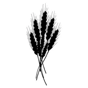 Wheat icon. Vector illustration of  ears of wheat. Hand drawn wheat. Stock Illustration
