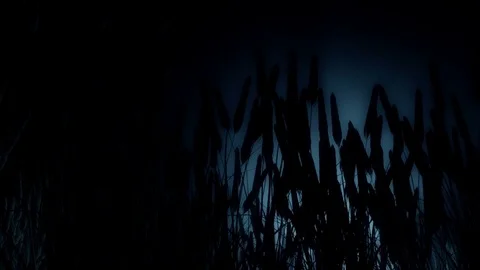 Wheat illuminated by the light of the moon. Vídeo Stock 77330525