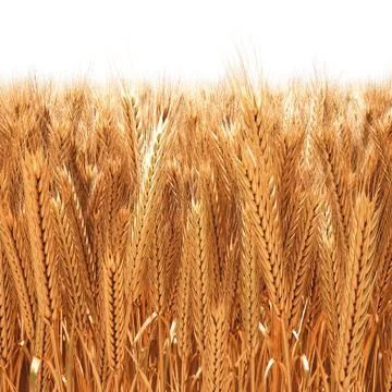 Wheat Stock Illustration