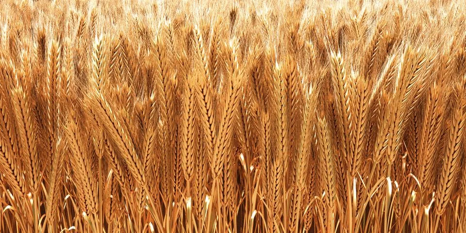 Wheat Stock-Illustration