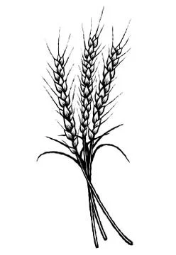 Wheat Stock Illustration