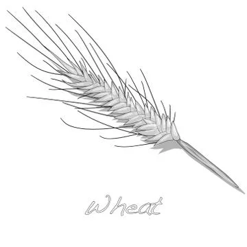 Wheat illustration Stock Illustration