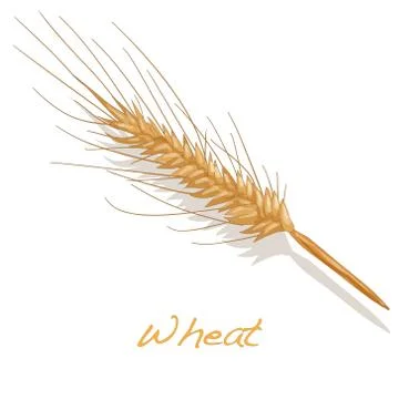 Wheat illustration Stock Illustration