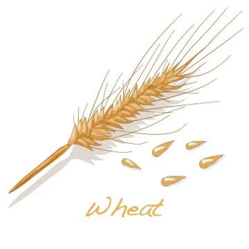 Wheat illustration Stock Illustration