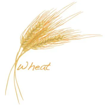 Wheat illustration Stock Illustration