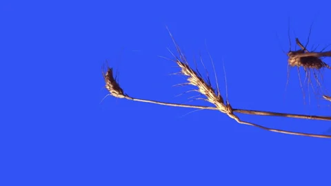 Wheat Isolated  With Alpha mask. Video stock 93712530