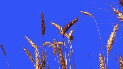 Wheat Isolated With Alpha mask. Stock Footage 93712815