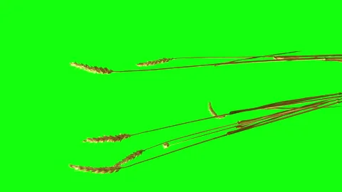 Wheat Isolated With Alpha mask. Vidéo 93714473