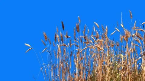 Wheat Isolated With Alpha mask.  Wheat Field On The Wind, Stock Footage 93712686