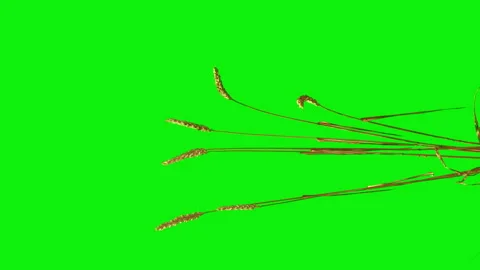 Wheat Isolated With Alpha mask. Wheat Field elements with luma matte mask Vidéo 93714479