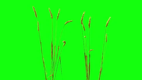 Wheat Isolated With Alpha mask. Wheat Field elements with luma matte mask Stock Footage 93714565