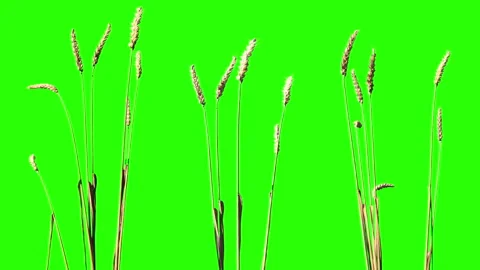 Wheat Isolated With Alpha mask. Wheat Field elements with luma matte mask Stock Footage 93714600