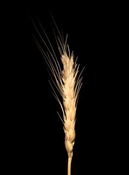 Wheat isolated on black background Stock Photos