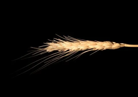 Wheat isolated on black background Stock Photos