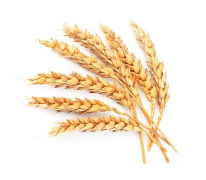Wheat isolated Stock Photos