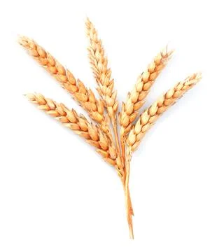Wheat isolated Stock Photos