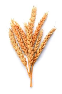 Wheat isolated Stock Photos