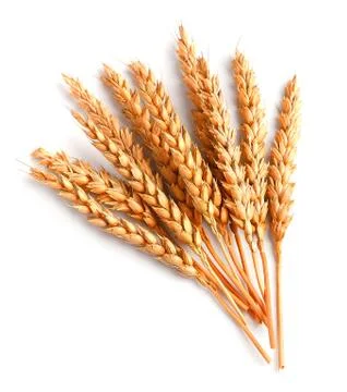 Wheat isolated Foto stock