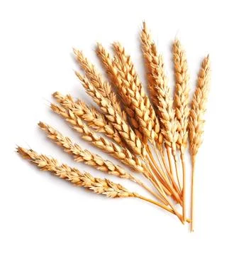 Wheat isolated. Foto stock