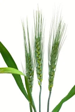 Wheat isolated on white Stock Photos
