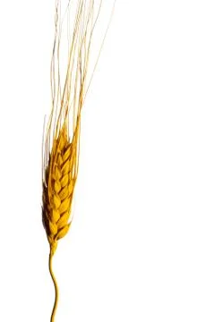 Wheat Isolated on White Stock Photos