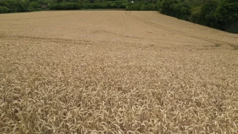 Wheat journey Stock Footage 137031460