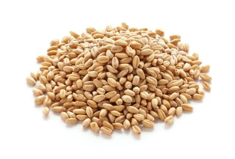 Wheat kernels Stock Photos