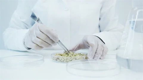 Wheat laboratory research. Stock Footage 144007388