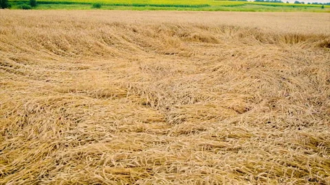 Wheat laid by the wind. Selective focus. Stock Footage 158607767