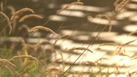 Wheat by a Lake Stock Footage 88408876