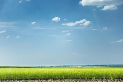Wheat lands Stock Photos