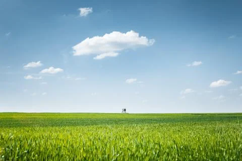 Wheat lands Stock Photos