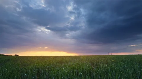 Wheat late spring Stockbeeldmateriaal 130958996