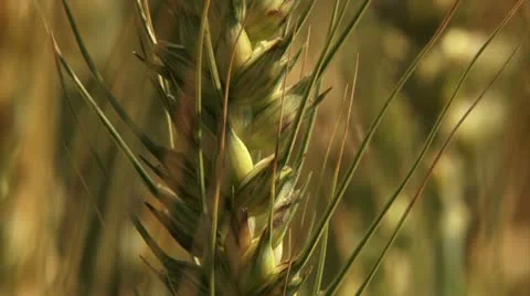 Wheat leaf tilt &amp; close up Stock Footage 20513266