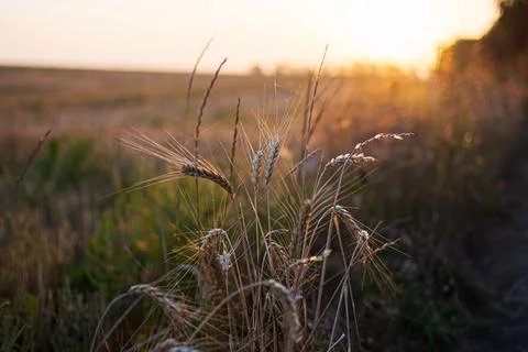 Wheat in the light of the golden setting sun. Beautiful nature landscape with Stock Photos