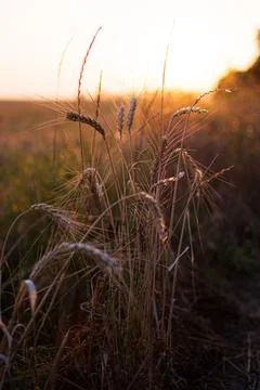 Wheat in the light of the golden setting sun. Beautiful nature landscape with Stock Photos
