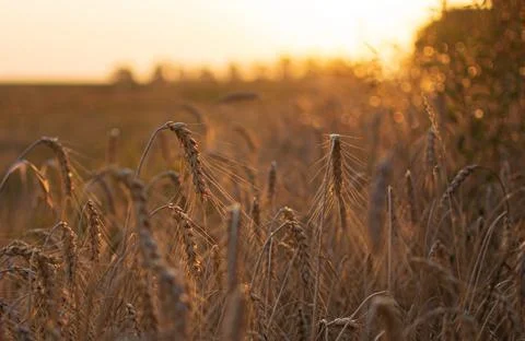 Wheat in the light of the golden setting sun. Beautiful nature landscape with Stock Photos