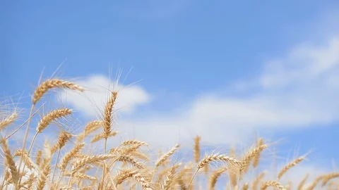 Wheat in a light wind Stock Footage 79002790