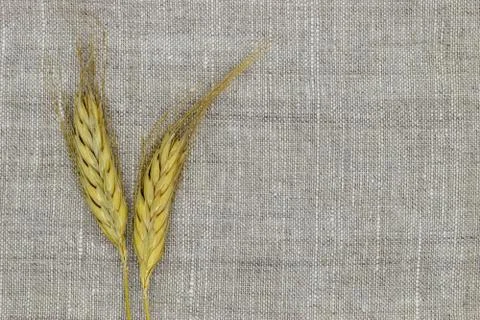 Wheat on linen canvas Stock Photos