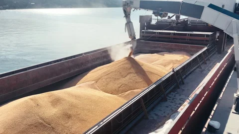 Wheat loading in bulker ship cargo hold from silo in sea port Stock Footage 280138455