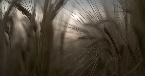 Wheat Macro Abstract Slow Motion Stock Footage 114479888