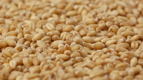 Wheat macro closeup revolving on a turntable. Stock Footage 81345014