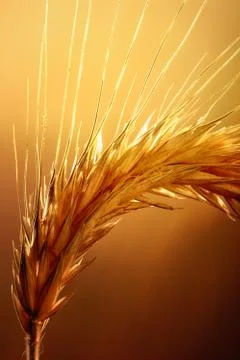 Wheat macro Stock Photos