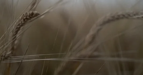 Wheat Macro SLow Motion Push Stock Footage 114480140